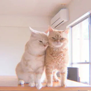 🐯 gatti, carino, animali domestici, animali, animali domestici, felini whatsapp sticker