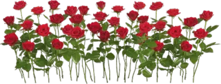 🌹 Rosen, Blumen, rote Rosen, Blumenmuster, Strauß whatsapp sticker