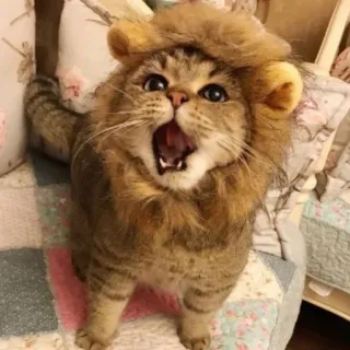 🐱 gato, leão, animal, animal de estimação, fofo, engraçado, felino telegram sticker