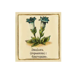 😙 Энціань
(горцянка):
благодарю. fleur, gentiane, plante, illustration botanique telegram sticker
