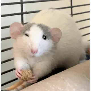😀 Ratte, Haustier, Tier, Nagetier, süß, essen whatsapp sticker