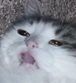 🚬 cat, animal, domestic cat, meme, funny telegram sticker