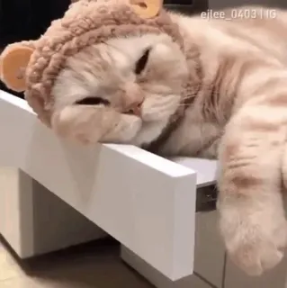 😰 ejlee_040311G кот, милый, животное, питомец, шляпа, сонный, очаровательный, домашний кот telegram sticker