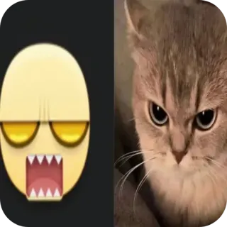 🐱 en colère, chat, emoji, drôle, mème, animal telegram sticker