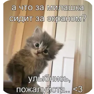 🐱 а что за милашка сидит за экраном? улыбнись, пожалуйста.. <3 whatsapp sticker