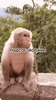 🌟 падсос йопаны khỉ, xúc phạm, lăng mạ, từ lăng mạ telegram sticker