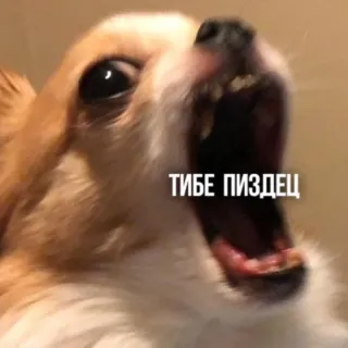 🤬 ТИБЕ ПИЗДЕЦ หมา, โกรธ, รัสเซีย, หยาบคาย, ชิวาวา telegram sticker