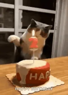 🥮 HAPPY BIRTHDAY kat, verjaardag, taart, dier, feest, kaars telegram sticker