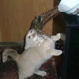 💧 Katze, Wasser, gießen, lustig, Tier, nass, Kätzchen telegram sticker