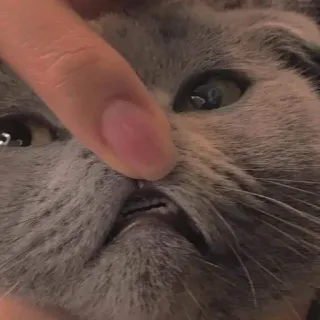 🖕 кошка, животное, домашнее животное, милый, серый кот, домашнее животное telegram sticker