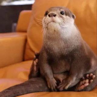 🦦 nutria, animal, lindo, mamífero, peludo, fauna, relajante telegram sticker