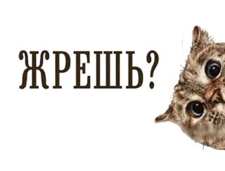 🍔 ЖРЕШЬ? cat, meme, funny, eating, hungry, question whatsapp sticker