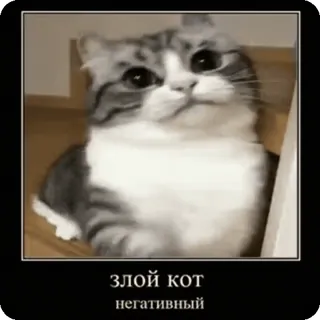 👺 ЗЛОЙ КОТ
негативный gatto, arrabbiato, malvagio, meme, divertente, negativo telegram sticker