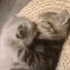 🐱