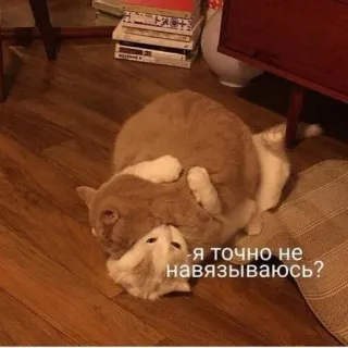 🥺 Я точно не навязываюсь? kucing, kucing, hewan peliharaan, hewan, humor, lucu telegram sticker