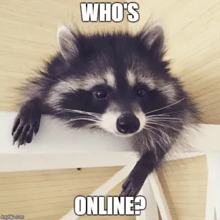 ☹ WHO'S ONLINE? mapache, animal, meme, online whatsapp sticker