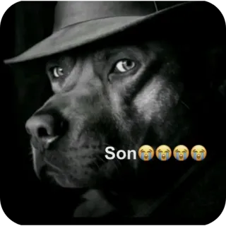 🐶 Son whatsapp sticker