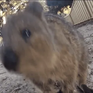 💗 quokka, zwierzę, torbacz, słodki, australia telegram sticker