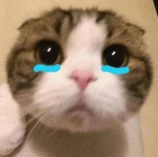 🥺 cat, sad, crying, tears, cute, animal, meme, sticker telegram sticker
