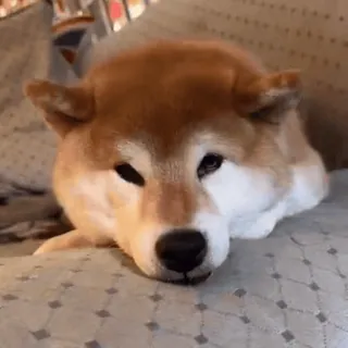 🧐 犬, 柴犬, ペット, 動物, かわいい, 横たわっている, 家畜 telegram sticker