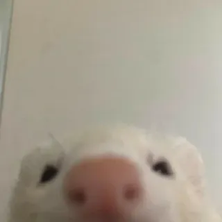 🐾 ferret, animal, pet, cute, closeup, nose, white telegram sticker