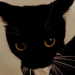 🐾 Katze, schwarze Katze, Haustier, Tier, Haustier, Katzenartig, Hauskatze telegram sticker