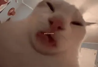 😛 猫, 动物, 表情包, 搞笑, 宠物 whatsapp sticker