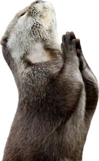 🙏 wydra, zwierzę, słodkie, modlitwa, wydra morska, ssak telegram sticker