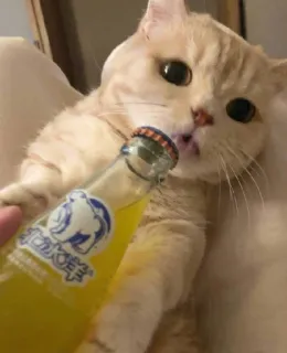 😻 汽水海洋 gato, bebida, refrigerante, animal, animal de estimação, garrafa telegram sticker