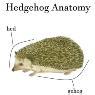 🐲 Hedgehog Anatomy hed gehog telegram sticker