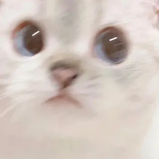 🐱 кот, животное, питомец, котёнок, милый, домашний, млекопитающее telegram sticker