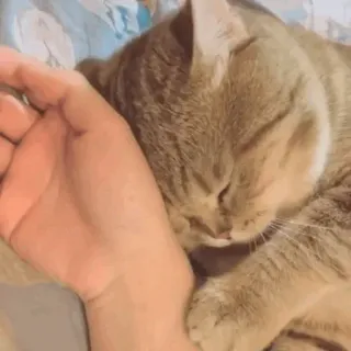 🐈 แมว, สัตว์, สัตว์เลี้ยง, นอนหลับ, มือ, น่ารัก, สัตว์เลี้ยงในบ้าน telegram sticker