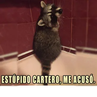 😣 ESTÚPIDO CARTERO, ME ACUSÓ. rakun, lucu, binatang, meme, spanyol whatsapp sticker