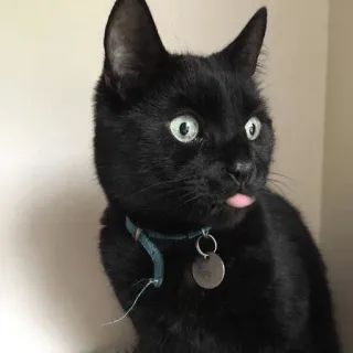 🙁 gato, gato preto, animal, animal de estimação, língua, fofo whatsapp sticker