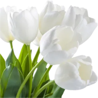 🌺 tulips, white flowers, bouquet, floral, spring, nature, flowers telegram sticker