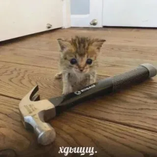 😶 хдыщщ. Kätzchen, Katze, Hammer, süß, Tier telegram sticker
