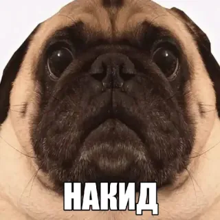 🤩 НАКИД pug, dog, meme, animal, cute telegram sticker