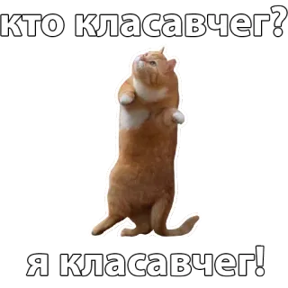😏 КТО КЛАСАВЧЕГ?
Я КЛАСАВЧЕГ! cat, animal, russian, meme, funny whatsapp sticker