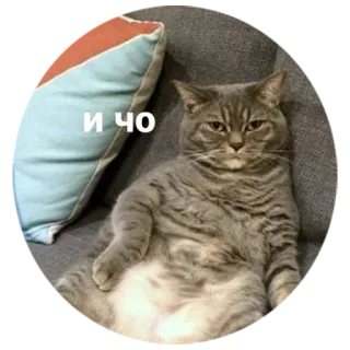 🤷 И ЧО kat, grappig, meme, huisdier, dier whatsapp sticker
