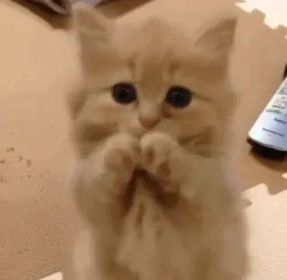 🌿 mèo, dễ thương, mèo con, đáng yêu, thú cưng, động vật telegram sticker