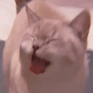 🧁 kot, zwierzę, zwierzak, kot domowy, ziewanie telegram sticker