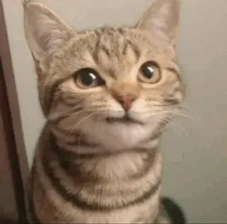🌿 mèo, mèo con, thú cưng, động vật, dễ thương, hài hước telegram sticker