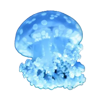 Jellyfish whatsapp stickers