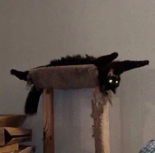 🙌 猫, 黒猫, ペット, 動物, 子猫, ネコ科, キャットタワー telegram sticker