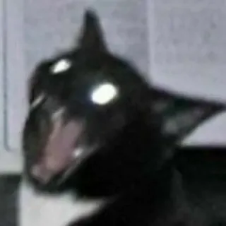 😡 Katze, Schwarze Katze, Tier, Aufkleber whatsapp sticker