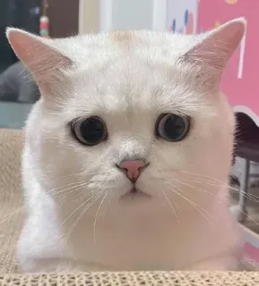 🤔 gato, gato blanco, mascota, animal, animal doméstico, lindo, triste whatsapp sticker