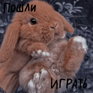 🐰 ПОШЛИ
ИГРАТЬ lapin, jouer, animal de compagnie, animal whatsapp sticker