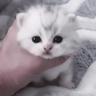 🐈 kotek, kot, słodki, zwierzę, zwierzę domowe, mały, biały, domowy telegram sticker