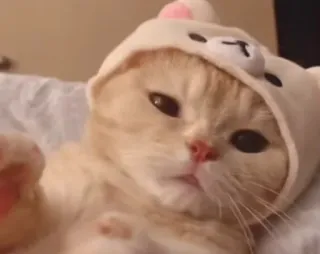 🤯 кот, котенок, милый, животное, питомец, шапка медведя telegram sticker