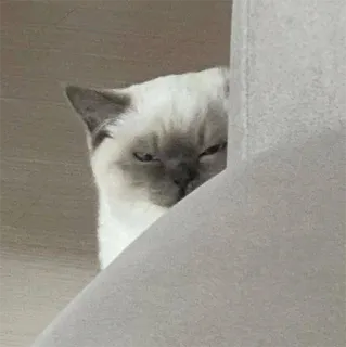 🤨 gatto, nascosto, sbirciando, animale, gatto domestico, animale domestico telegram sticker